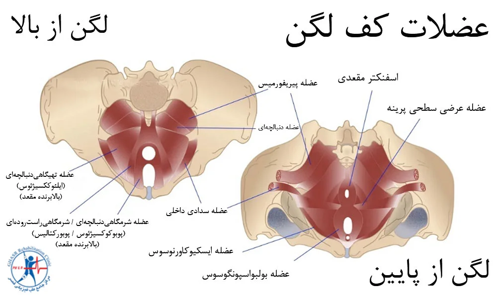 عضلات کف لگن