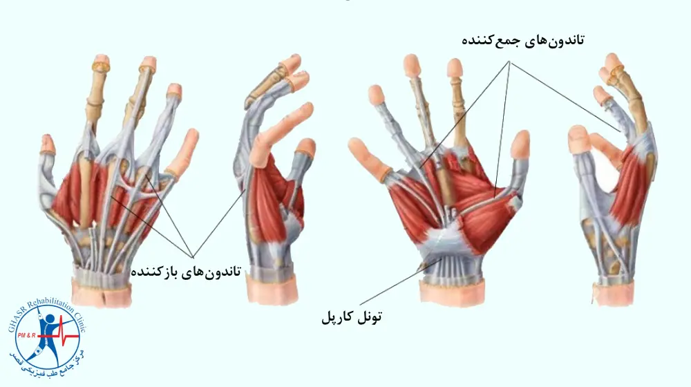 تاندون دست